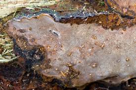 Attēlu rezultāti vaicājumam “Phellinus nigrolimitatus”