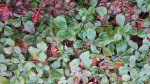 Attēlu rezultāti vaicājumam “Fragaria vesca leaf”