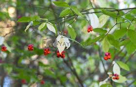 Attēlu rezultāti vaicājumam “Euonymus verrucosus”