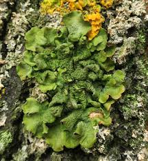 Attēlu rezultāti vaicājumam “Pleurosticta acetabulum”