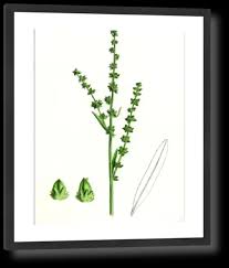 Attēlu rezultāti vaicājumam “Atriplex littoralis”