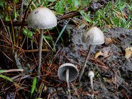 Attēlu rezultāti vaicājumam “Panaeolus papilionaceus”