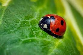 Attēlu rezultāti vaicājumam “Coccinella septempunctata imago”