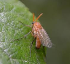 Attēlu rezultāti vaicājumam “Mycetophilidae”