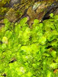 Attēlu rezultāti vaicājumam “Radula complanata”