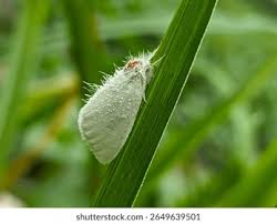Attēlu rezultāti vaicājumam “Euproctis similis”