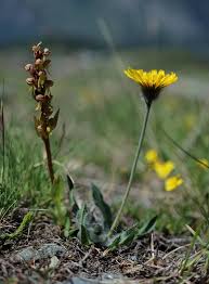 Attēlu rezultāti vaicājumam “Coeloglossum viride flower”