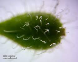 Attēlu rezultāti vaicājumam “Circaea lutetiana fruit”