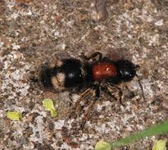 Attēlu rezultāti vaicājumam “Mutilla europaea”