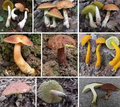 Attēlu rezultāti vaicājumam “Boletales”