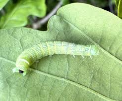 Attēlu rezultāti vaicājumam “Orthosia larvae”