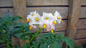 Attēlu rezultāti vaicājumam “Solanum tuberosum flower”