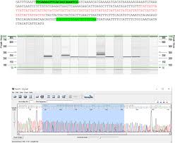 Image result for pfanzelt tehron