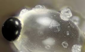 Attēlu rezultāti vaicājumam “Pilobolus crystallinus”