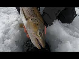 Image result for Salmo trutta