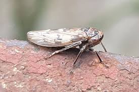 Attēlu rezultāti vaicājumam “Planaphrodes sp.”