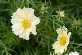 Image result for Cosmos bipinnatus