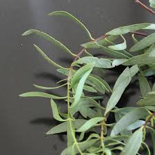 Attēlu rezultāti vaicājumam “Santalaceae”