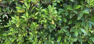 Attēlu rezultāti vaicājumam “Euonymus verrucosus leaf”