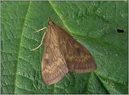 Attēlu rezultāti vaicājumam “Ostrinia nubilalis”