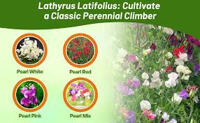 Attēlu rezultāti vaicājumam “Lathyrus latifolius fruit”