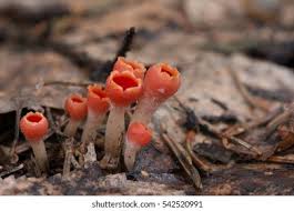 Attēlu rezultāti vaicājumam “Microstoma protracta”