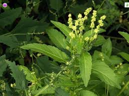 Attēlu rezultāti vaicājumam “Mercurialis perennis fruit”