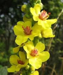 Image result for Verbascum nigrum