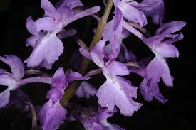 Attēlu rezultāti vaicājumam “Orchis mascula flower”