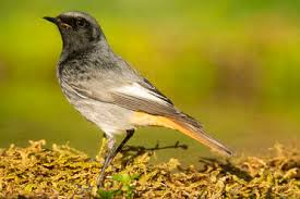 Attēlu rezultāti vaicājumam “Phoenicurus phoenicurus male”