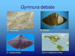 Image result for Gymnura natalensis