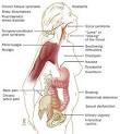 Irritable Bowel Syndrome (IBS): Introduction