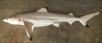 Image result for Carcharhinus melanopterus
