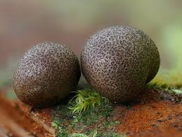 Attēlu rezultāti vaicājumam “Arcyria incarnata spores”