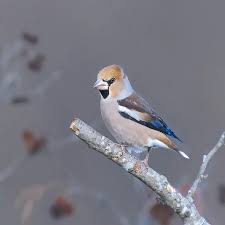 Attēlu rezultāti vaicājumam “Coccothraustes coccothraustes”