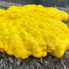 Attēlu rezultāti vaicājumam “Fuligo septica var. flava young”