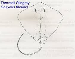 Image result for Raja straeleni