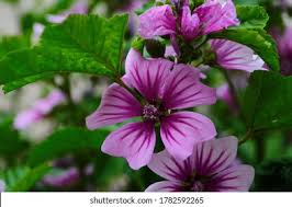 Image result for Malva sylvestris 'Zebrina'