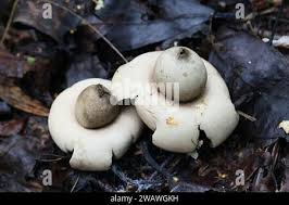 Attēlu rezultāti vaicājumam “Geastrum fimbriatum”