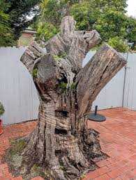 Attēlu rezultāti vaicājumam “Stemonitopsis typhina var. similis spores”