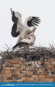 Attēlu rezultāti vaicājumam “Ciconia ciconia adult”