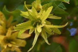 Attēlu rezultāti vaicājumam “Carpinus betulus fruit”