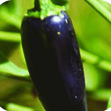 Afbeeldingsresultaat voor jalapeno early hot pepper