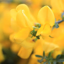 Image result for Cytisus scoparius