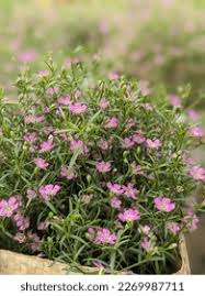 Attēlu rezultāti vaicājumam “Gypsophila muralis fruit”