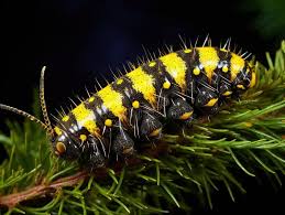 Attēlu rezultāti vaicājumam “Anarta myrtilli”