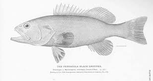 Image result for Mycteroperca microlepis