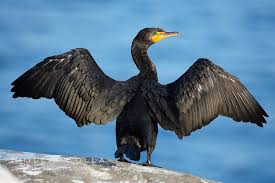 Image result for Phalacrocorax auritus
