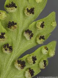 Attēlu rezultāti vaicājumam “Cystopteris fragilis”