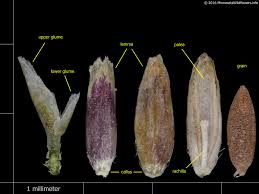 Attēlu rezultāti vaicājumam “Puccinellia distans”